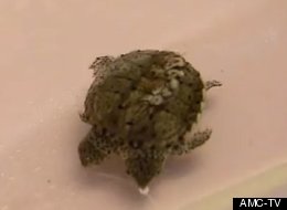 Is This The Tiniest Two-Headed Turtle Ever?