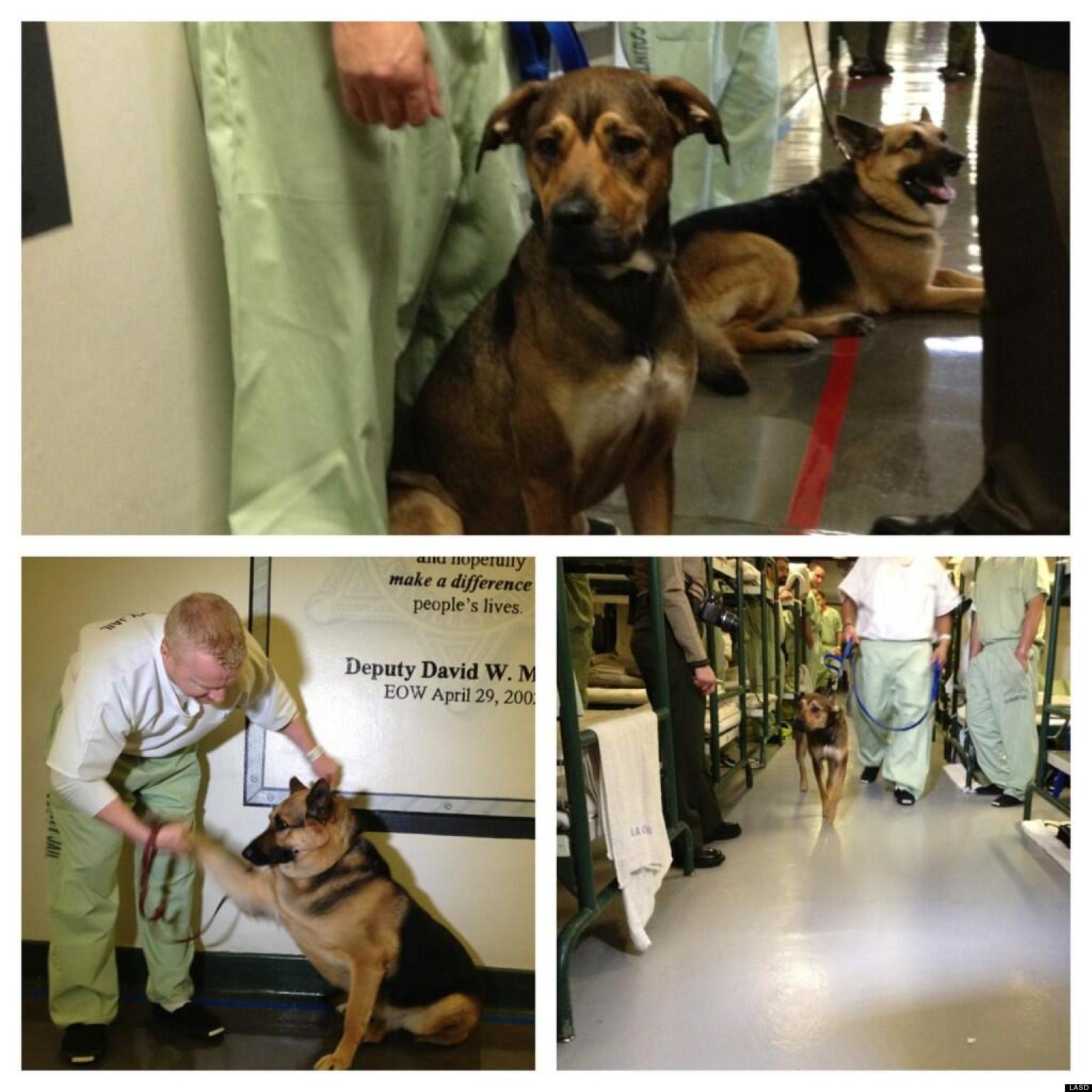 Dogs In Jail Custody Canine Program Rescues Animals, Rehabilitates Men