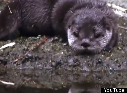WATCH: Baby Otter Learns To Swim
