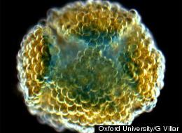 WATCH: 3D Printer Creates Human-Like Cells