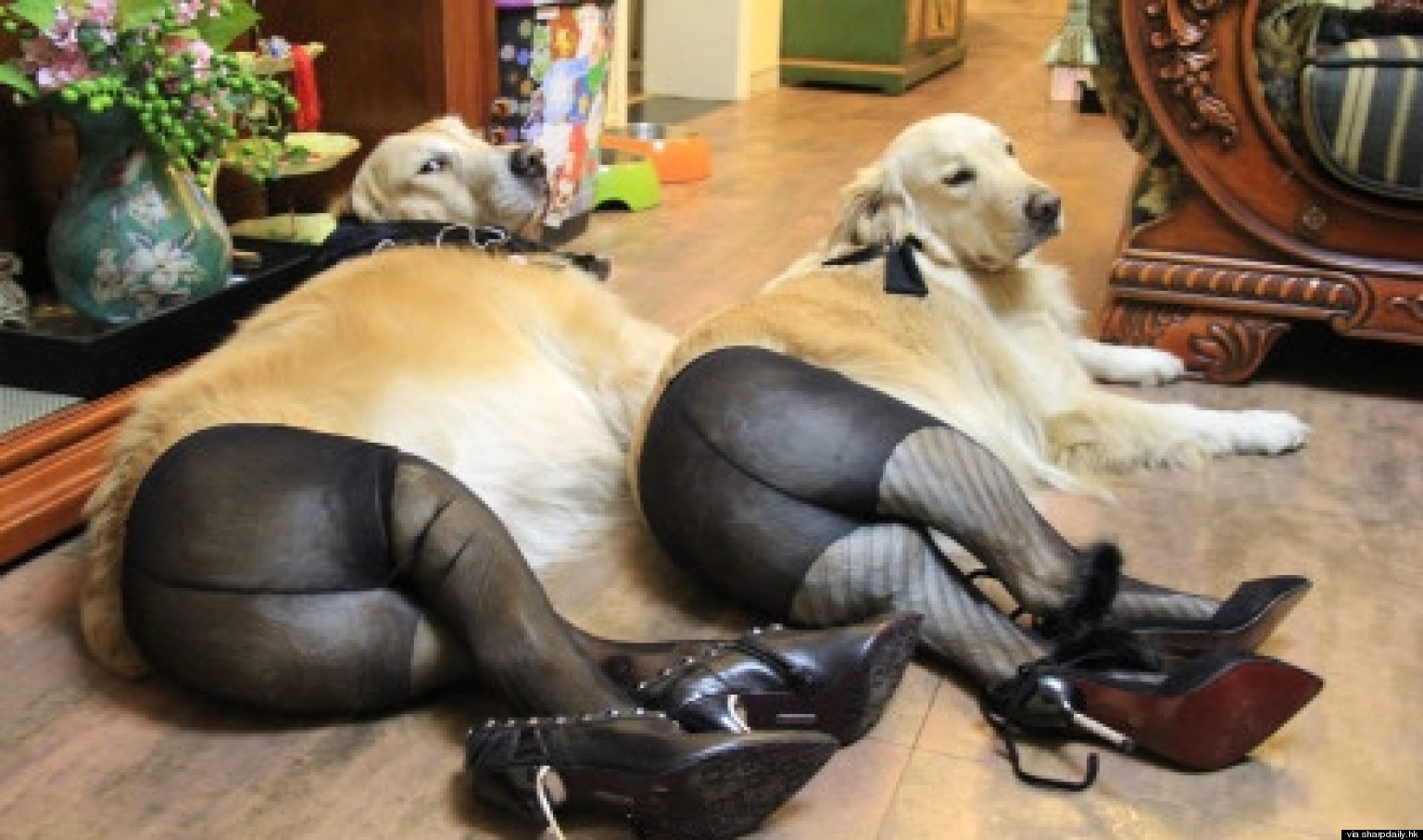 o-DOGS-IN-PANTYHOES-facebook.jpg
