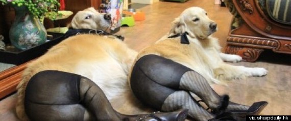Dogs In Pantyhoes