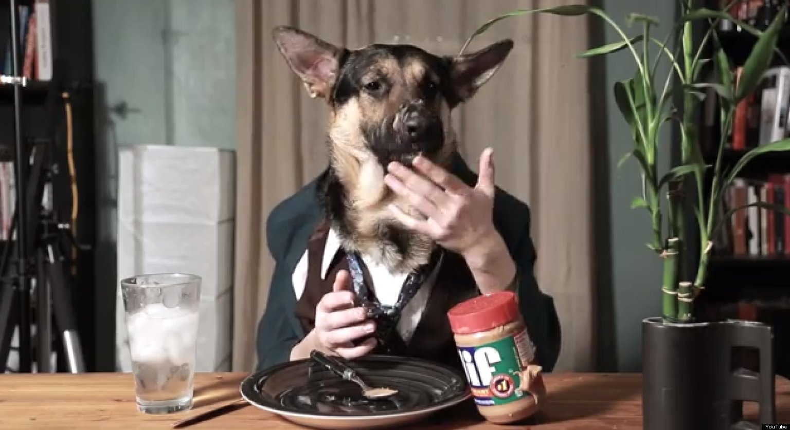 Odin The German Shepherd Eats Like A Person (VIDEO) | HuffPost