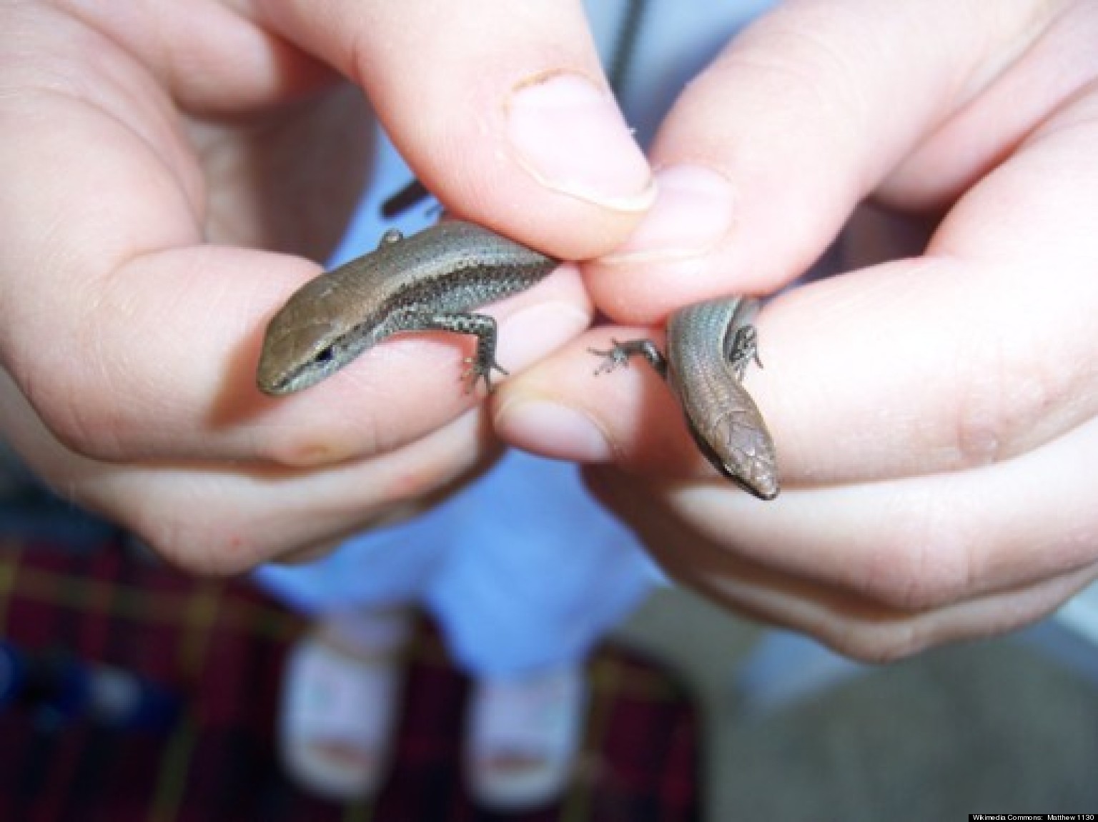 lizards-hatch-from-their-eggs-prematurely-to-escape-danger-study