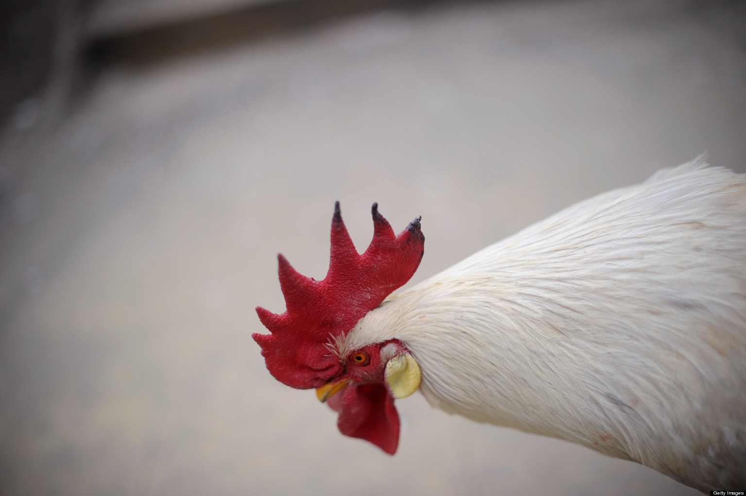 CDC Issues Advisory To Help Doctors Identify Bird Flu HuffPost