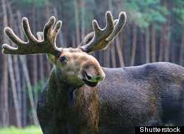 Moose Scientists Silenced During Election