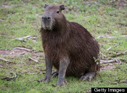 PHOTOS: Tigers, Capybaras, Elephants And More Animals