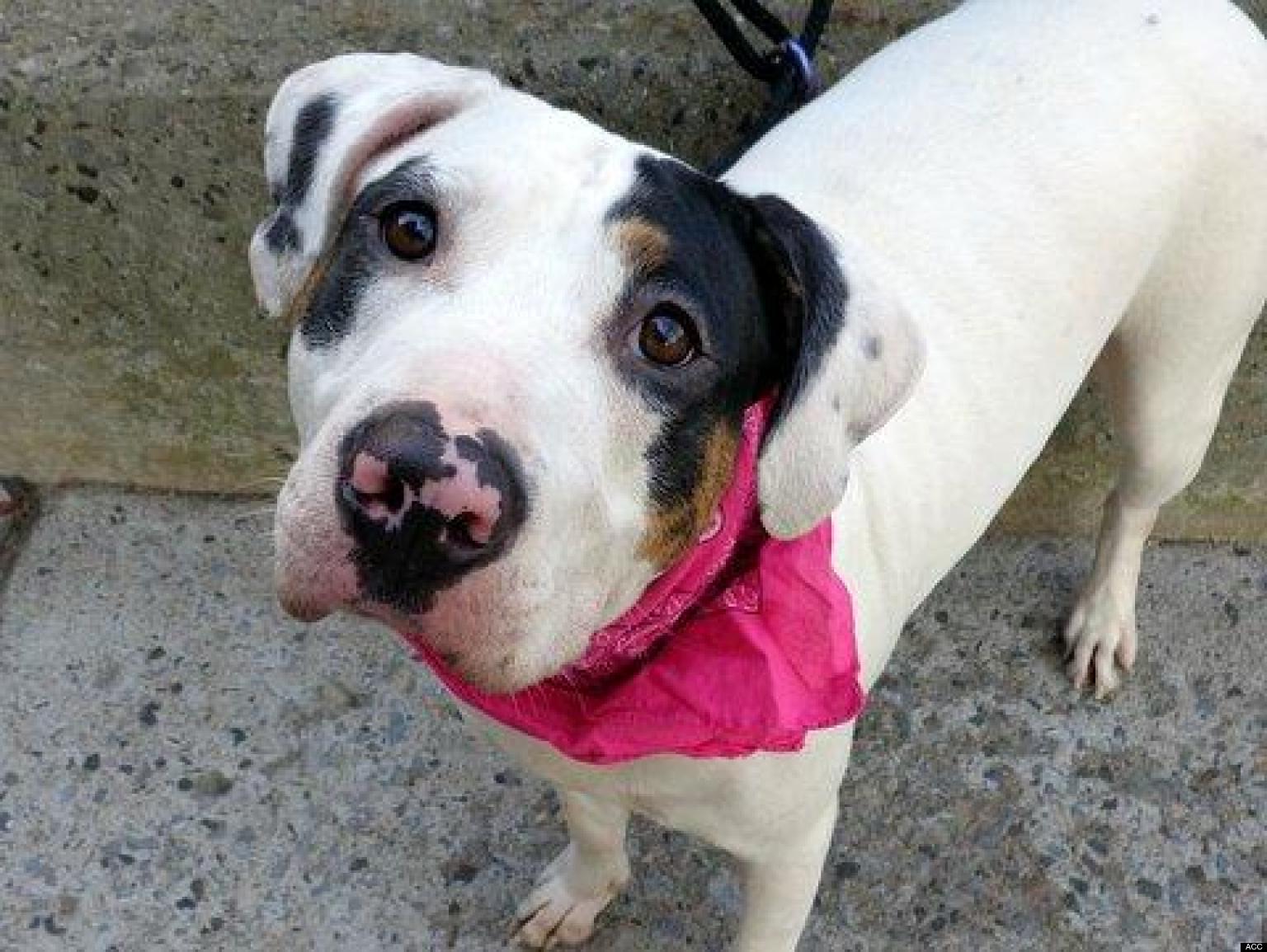 Adopt A Pet In New York City Featured Animals For 4/7/2013, Courtesy