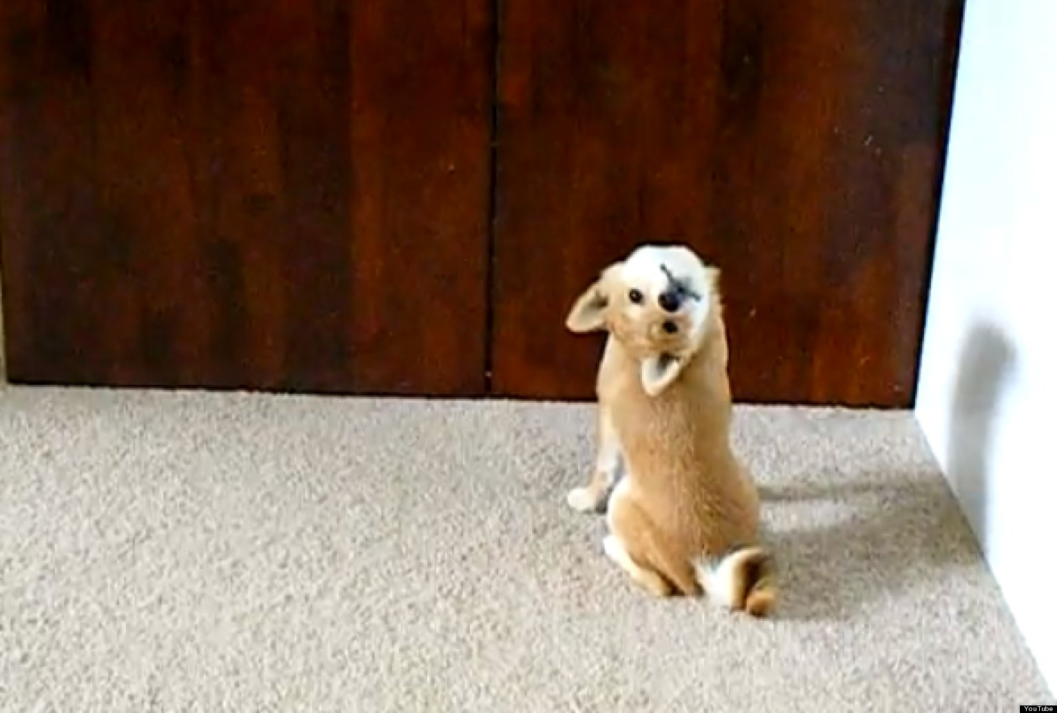 Shiba Inu Puppy Imitates A Bat: Backwards Look Is Adorably ...