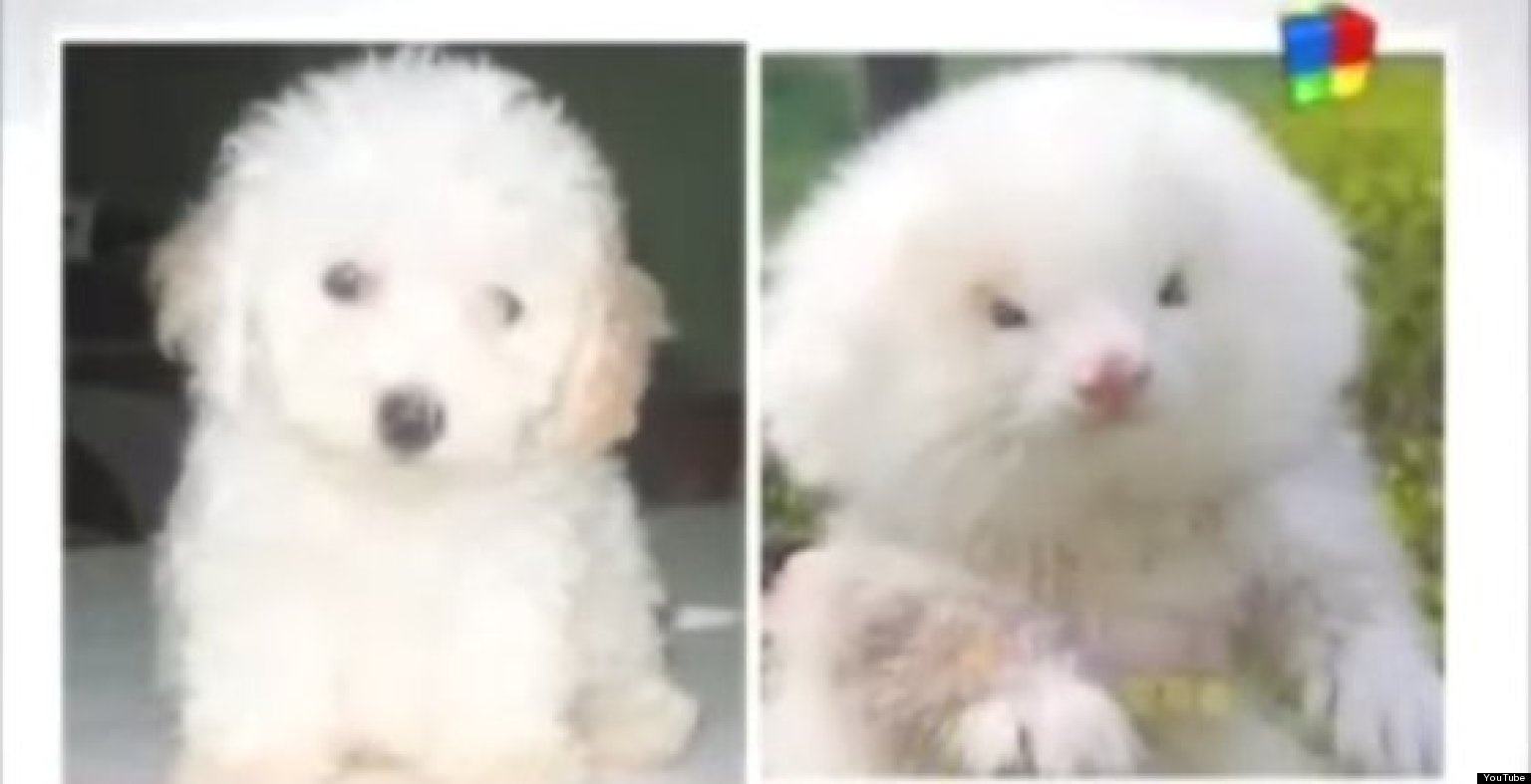 Man Buys Toy Poodles, Discovers They're GIANT RODENTS