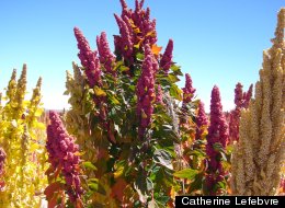 L'état de la situation du quinoa en Bolivie