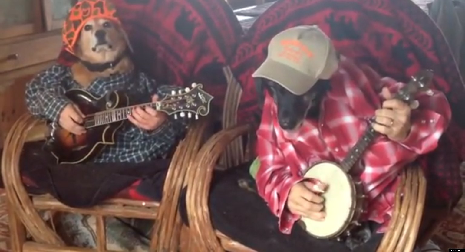 Just Two Dogs Playing Banjos (VIDEO) HuffPost UK