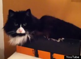 WATCH: How Cats Think