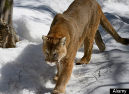 Cougar Spotted On Popular Trail