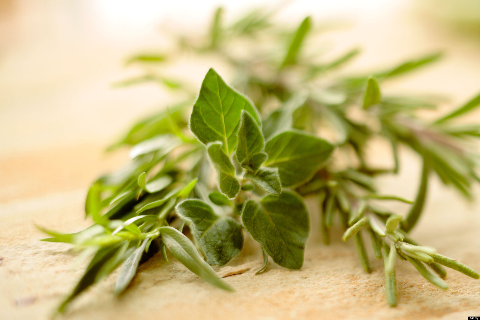 Rosemary Smell 'May Improve Memory', Study Suggests (PICTURES