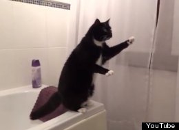 WATCH: Cat Spots Itself In Mirror