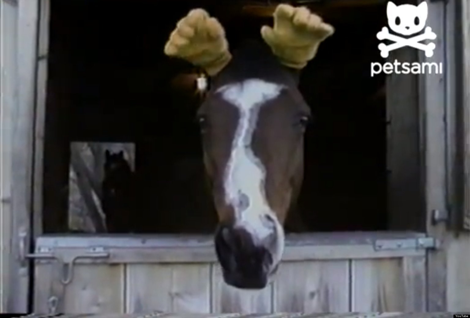 Horse Has Human Hands For Ears (VIDEO) HuffPost UK