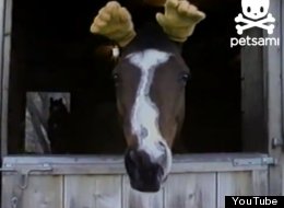 WATCH: Horse Has Human Hands For Ears