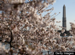 PHOTOS: D.C. In Bloom!