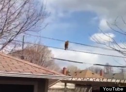 WATCH: Raccoon Walks Along Telegraph Wires