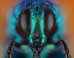 LOOK: You've Never Seen Insects This Close Before