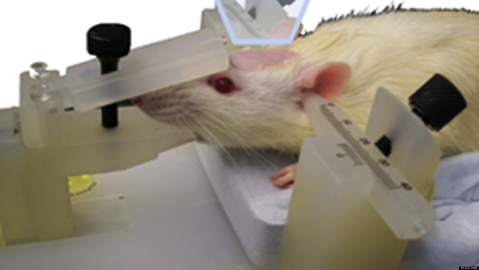 Rat MindControl Experiment Shows Human Brain Can Wiggle Rodent's Tail