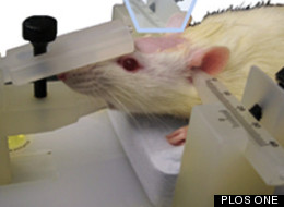 FREAKY: Human Brain Controls Lab Animal's Body