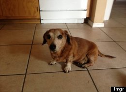 LOOK: Owner's Heartwarming Project For Aging Dog Goes Viral