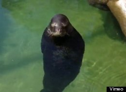 WATCH: Spinning Seal