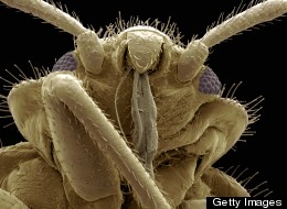 Bed Bug Folk Remedy Really Works, Research Shows