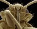 bed-bugs