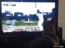 Today's Best 12-Second Dog Video