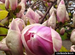 Envoyez-nous vos plus belles photos du printemps!