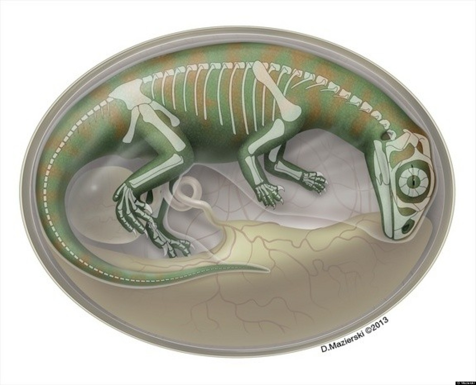 first newborn dinosaur that rarely hatch out of the egg