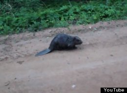 WATCH: When Beavers Attack