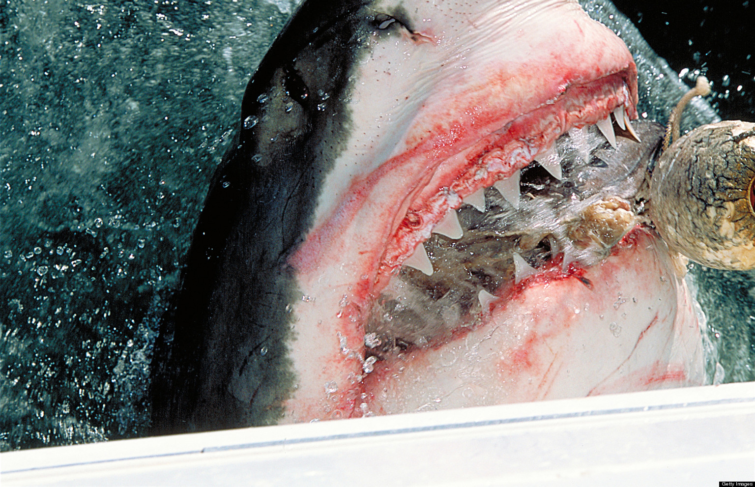 Great White Shark Spottings Increase Off Florida Coast (VIDEO, PHOTOS