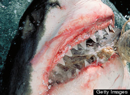 Great White Shark Florida