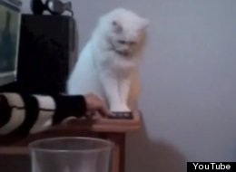 WATCH: Cat Doesn't Give A Damn