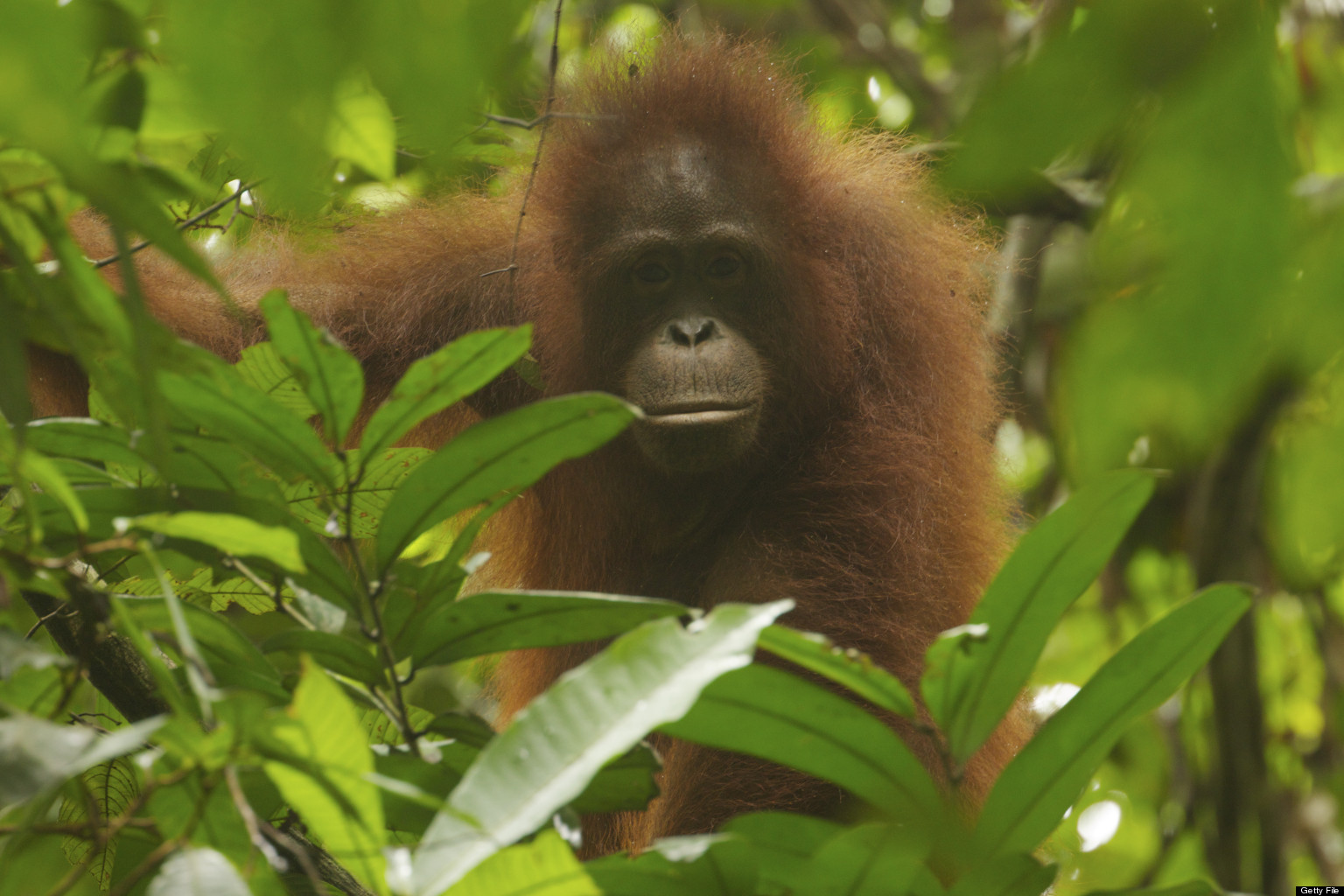 Secret Borneo Orangutan Population Discovered In Remote Forest 