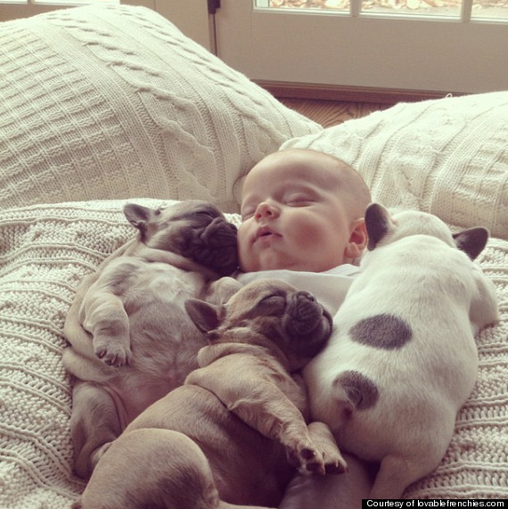 baby and bull dog