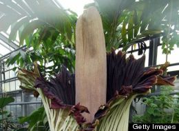 Corpse Flower To Bloom, Will Stink Like Rotting Meat