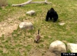 WATCH: Gorilla Vs Goose