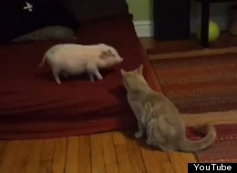 WATCH: Cat And Mini-Pig Play Together