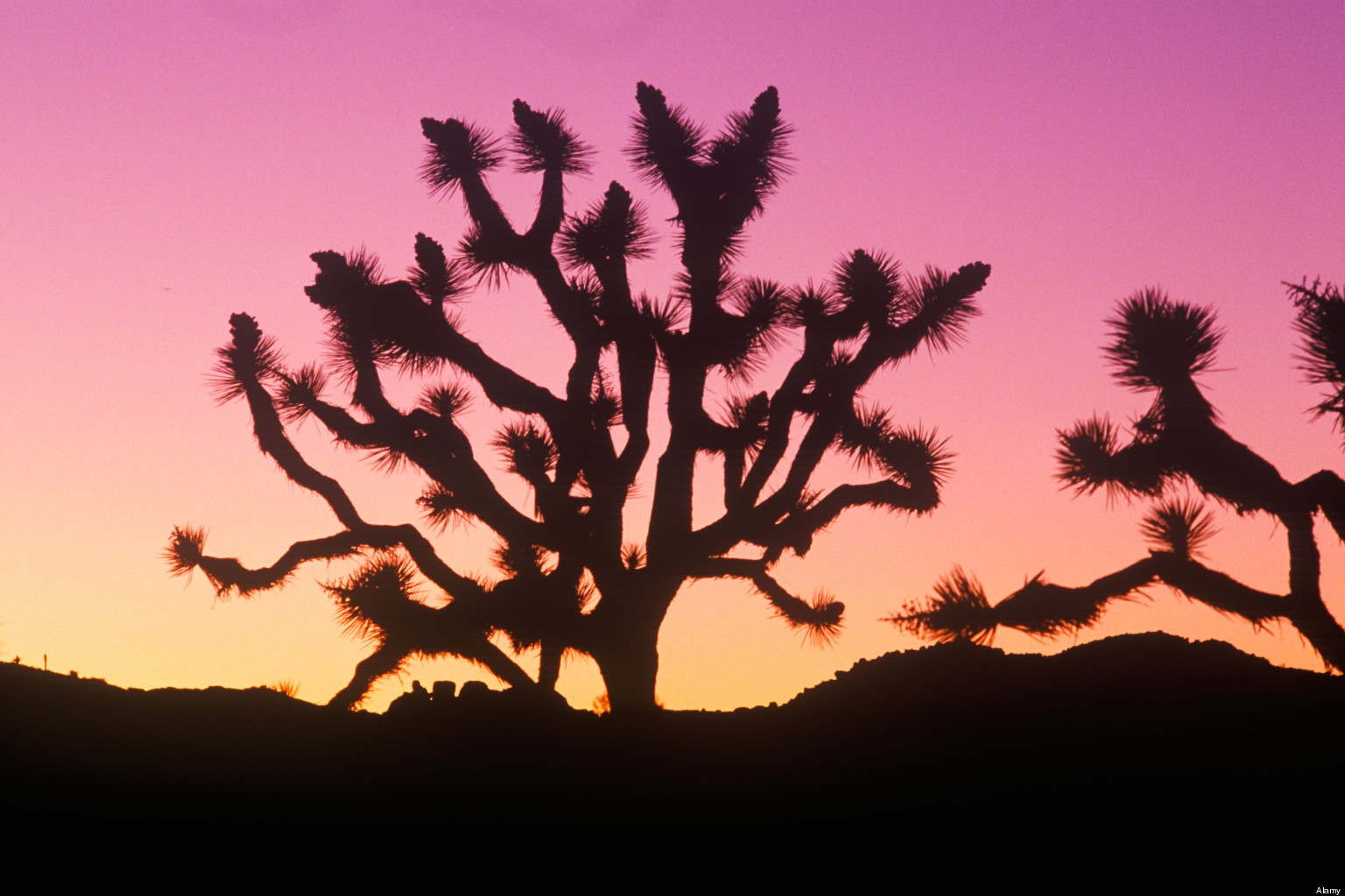 Joshua Trees In Rare Bloom, Possibly In An Attempt To Survive Climate