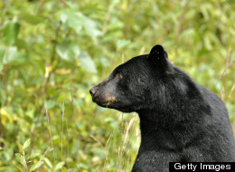 Man Shoots Bear Treed In Backyard