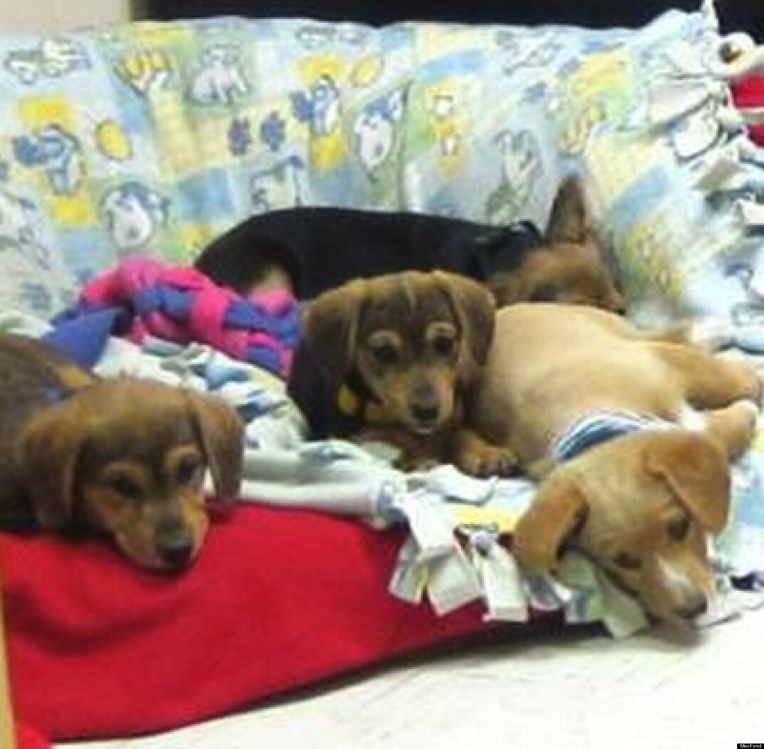 Adopt A Dog From MaxFund Animal Adoption Center This Weekend (PHOTOS