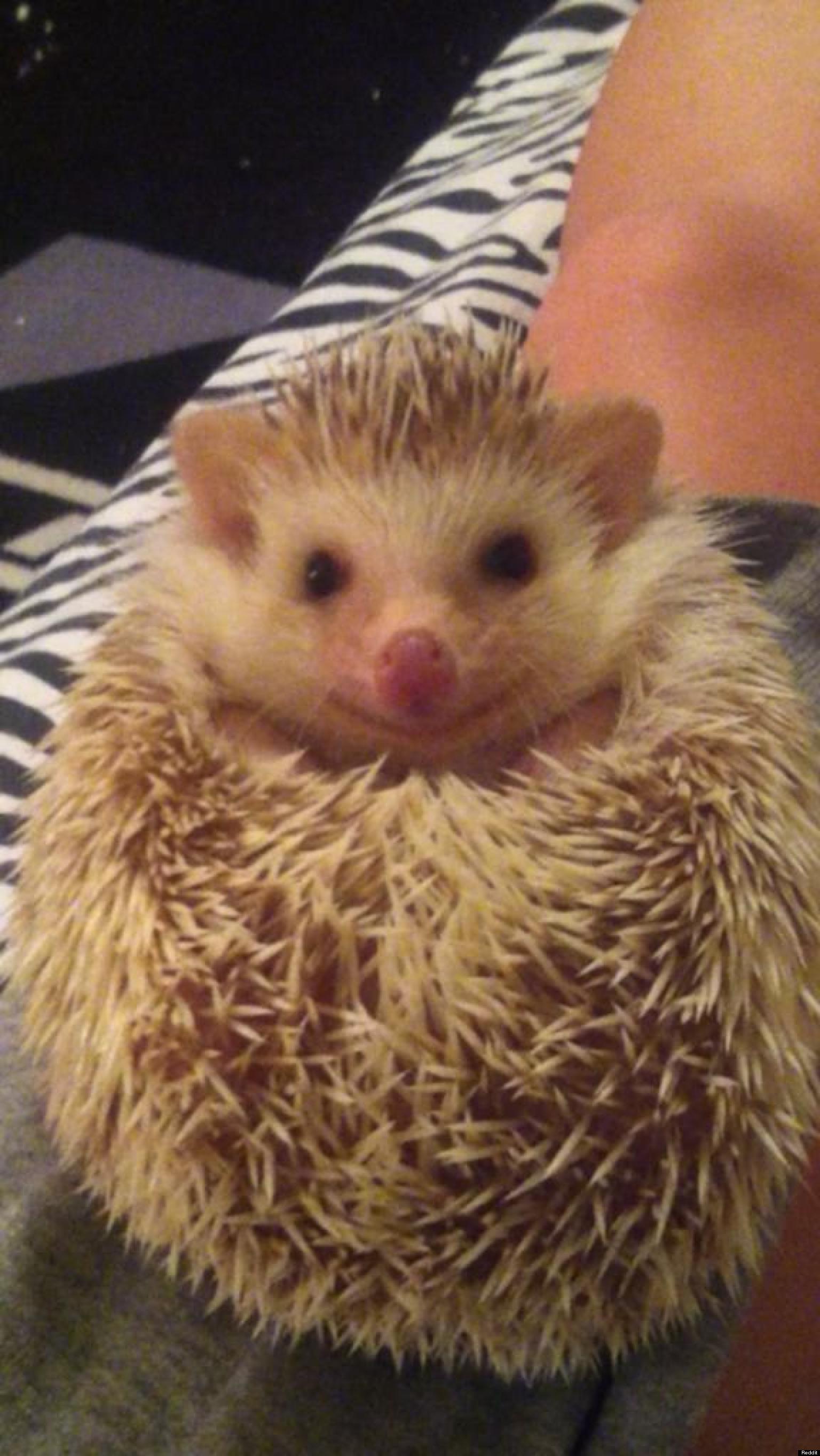 Adorable Hedgehog Smiling Again After Being Mistreated By Previous