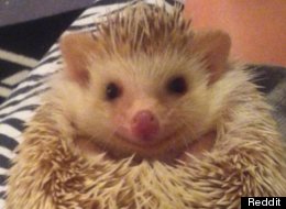 Adorable Hedgehog Smiling Again After Being Mistreated By Previous Owner (PICTURE)