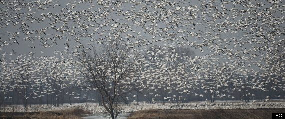 PHOTO DU JOUR - Page 20 R-OIES-BLANCHES-large570