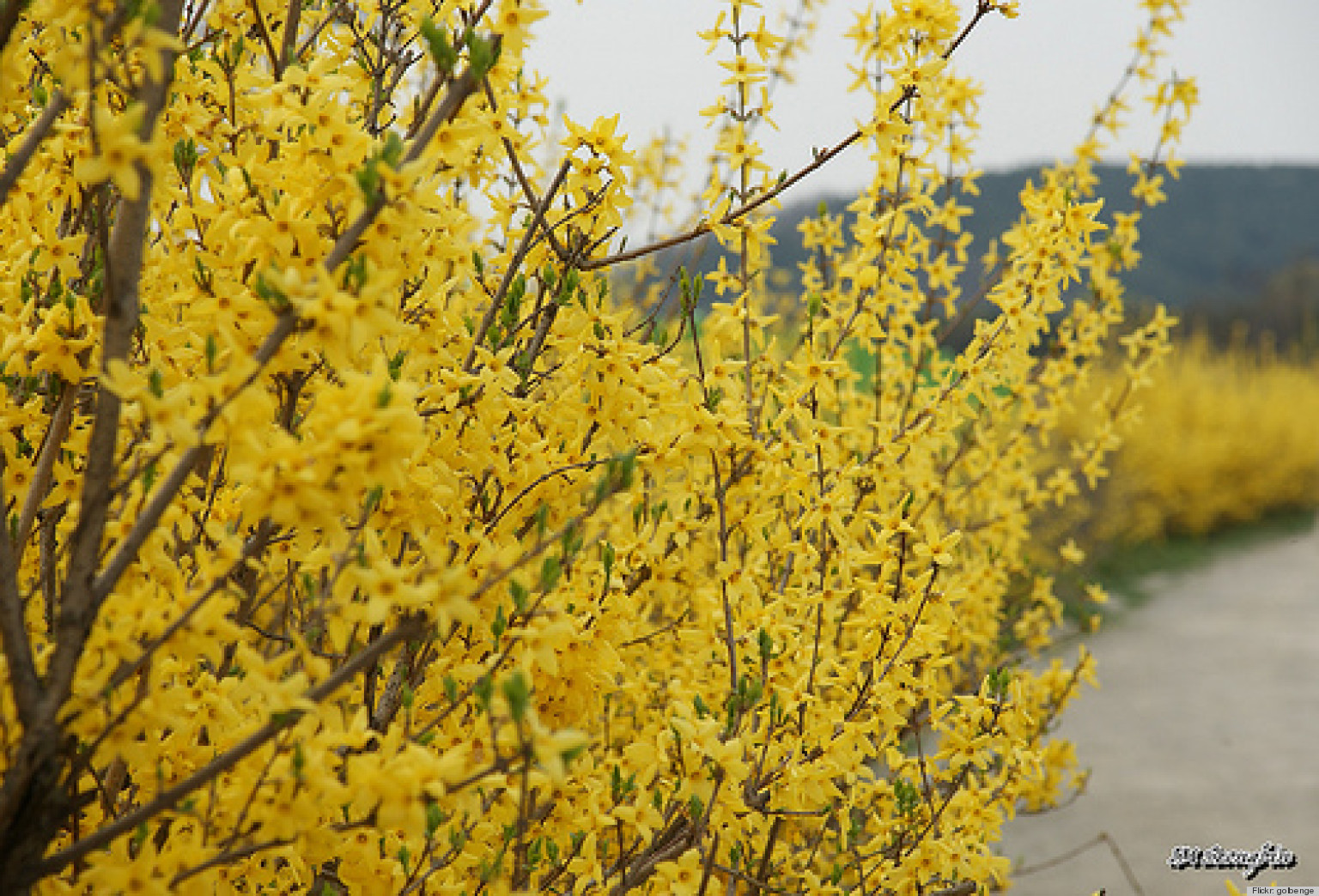 sprout home plant of the week beautiful forsythia plants and their medicinal properties photos sprout home plant of the week beautiful forsythia plants and their medicinal properties photos